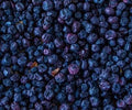 Arandanos azules